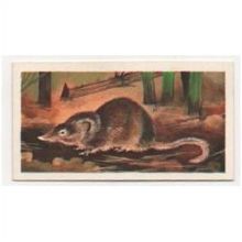 1972 Brooke Bond Tea card Prehistoric Animals Card no.39 Megazostrodon