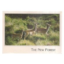 NEW FOREST FALLOW DEER DOES, used postcard 2002 postmark =