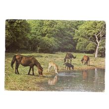 by the dewpond, NEW FOREST PONIES, used postcard 1976 pm . by J.Arthur Dixon