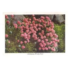 AETHIONEMA WARLEY ROSE used vintage postcard by Country Life 1942 postmark #