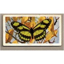 1964 Brooke Bond BUTTERFLIES OF THE WORLD Tea card 28