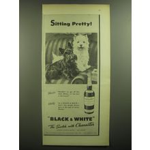 1947 Black & White Scotch Ad - Sitting Pretty!