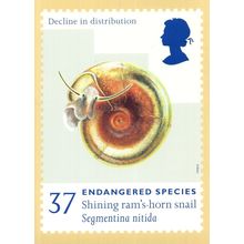 Shining Rams Horn Snail Limited Edition FDC Frank Postcard