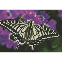 Papilio Xuthus Asian Swallowtail Butterfly Postcard