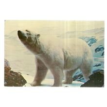 POLAR BEAR, SOUTHAMPTON ISLAND, CANADA used vintage postcard 1974 pm =