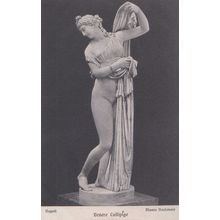 Venere Callipige Museo Nazionale Napoli Antique Italy Statue Sculpture Postcard