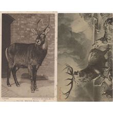 Water Buck London Zoo 2x Antique Postcard s