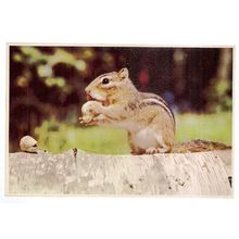 BUSY LITTLE CHIPMUNK... US postcard c.1985