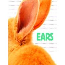 Whose Is It? Ears