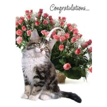 Congratulations And Best Wishes - Congratulations Greeting Card - 00796