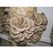 2 x Seeds Mushroom OYSTER concentrated Mycelium Spawn Dried NEW*30g./1oz.