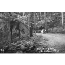 Cathedral Of Ferns Mount Wilson New Zealand Photo