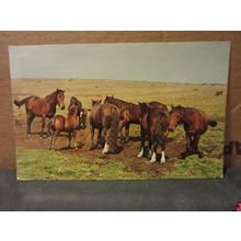 WEST COUNTRY PONIES used postcard 1968 pm =