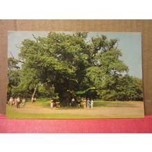 MAJOR OAK, SHERWOOD FOREST, NOTTINGHAM used postcard 1970 pm #