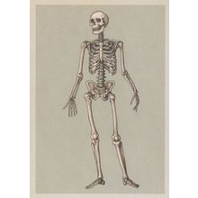 Adult Skeleton Front View Anterior Postcard