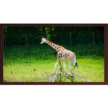 Giraffe Walking in a Lush Green Enclosure A4 Mahogany