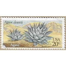 1981 - Agave - 16789