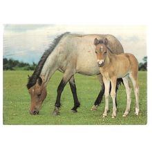 NEW FOREST PONY & FOAL used vintage postcard 1986 postmark /