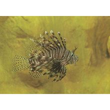 Lion Fish Rotfeuerfisch German Stralsund Zoo Museum Postcard