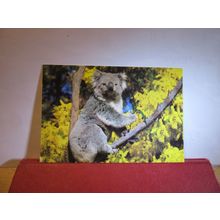KOALA BEAR, AUSTRALIA used postcard 1976 stamp =