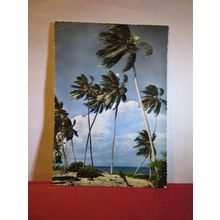 PALM TREES AND BEACH, EAST AFRICA used vintage postcard c.1960 =