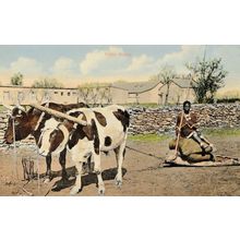 Port Elizabeth Farm Worker Resting Native Sledge South Africa Old Postcard