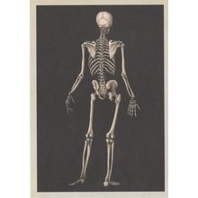 Reverse Posterior View of Adult Skeleton Postcard