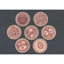 Embryonic Development From A Single Cell Zygote Postcard