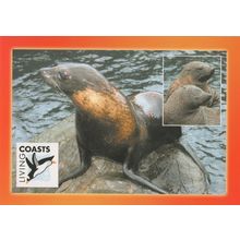 South American Fur Seal Sealife Mating Seals Breeding Postcard