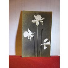 DAFFODILS unused antique postcard RP flowers =