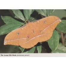 Assam Silk Moth Stunning Rare New Forest Hampshire Photo Postcard