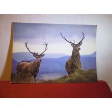 RED DEER, HIGHLAND WILDLIFE PARK, KINCRAIG, ARGYLL used postcard 1981 pm #