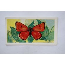 1958 Swettenham tea card Butterflies & Moths No. 17 Dark Under Wing Copper