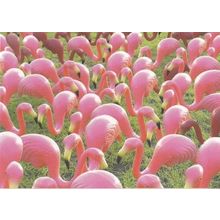 Norwich Pink Flamingoes Norwich Art Norfolk Postcard