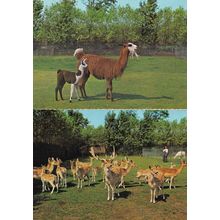 Meli Park Belgium Herd Of Deers Lambs 2x Postcard s