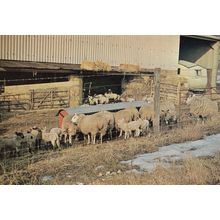 Berkhamsted Farm Lambs Sheep By Caravan Hertfordshire Postcard
