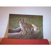 A TIGER CUB, TWYCROSS ZOO, LEICESTERSHIRE unused vintage postcard =