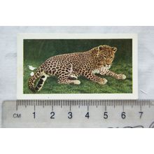 1958 Horniman's Tea card Wild animals No. 31 Leopard