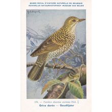 Scaly Thrush Turdus Dauma Bird WW2 Rare Postcard