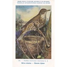 Mistle Thrush Turdus Viscivorus Bird WW2 Rare Postcard