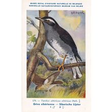 Siberian Thrush Turdus Sibiricus Bird WW2 Rare Postcard