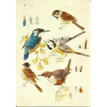 Art MILDRED ELDRIDGE Waterside Birds Postcard (Medici 1712)