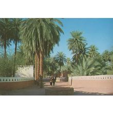 Oasis Of Ghandames LIbya African Postcard