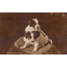 Dog Trying To Have A Piggyback Dogs Puppy Cute Old Postcard