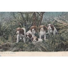 One Of Us Is Missing Lost In Forest Woods Old Dogs Postcard