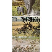 African Elephant Lion Calf Zebras Drinking 3x Africa Postcard s