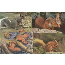 Squirrel Painting Red & More 4x 1970s Postcard s