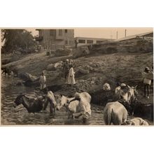 Washing Horses in Natal River Africa Old Postcard