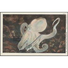 Octopus, New York Aquarium, 1937 - Curt Teich Postcard