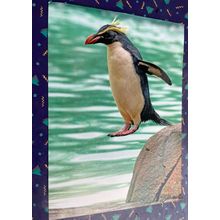 Postcard - Penguin, London Zoo